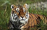 Tigers !!