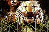 White Tigers